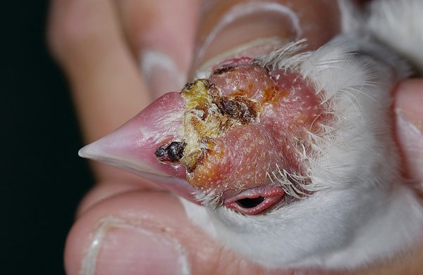 【病気】ブンチョウの顔がはげてた